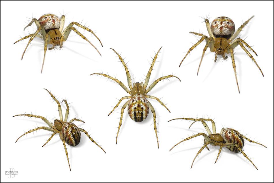 orb-weaver-spiders